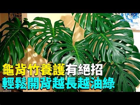 龜背葉照顧|龜背芋照顧指南：3分鐘搞懂養護祕訣，完整教學讓你。